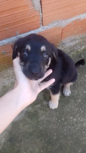 Estou doando esse cachorro