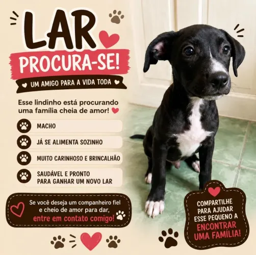 Cachorro macho para adoção 