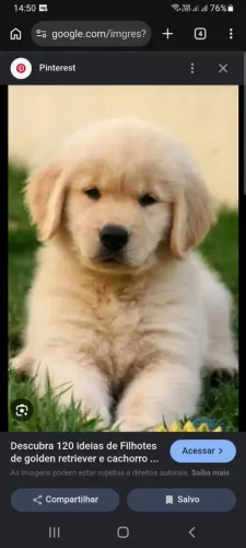 Puppy Golden retriver