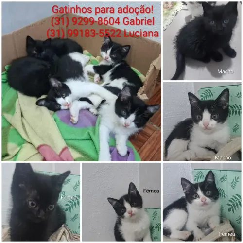 Adoção responsável