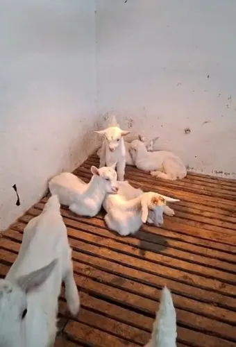 Cabritinhos Saanen 15 a 25 dias.