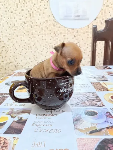 Pinscher miniatura