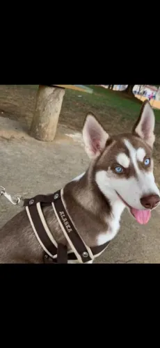 husk siberiano