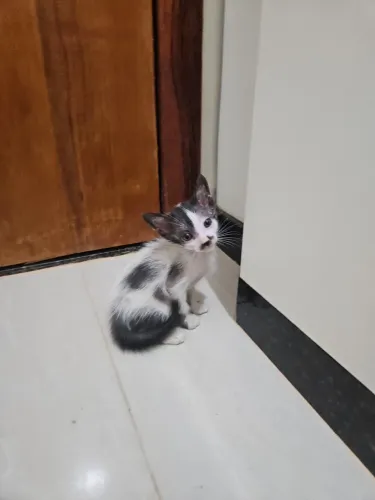 Doação gatinhos