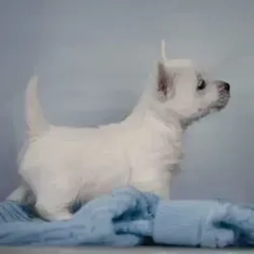 West Terrier Filhotes Muito Elegantes