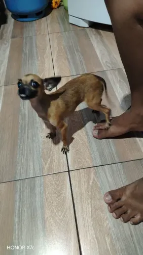 Pinscher