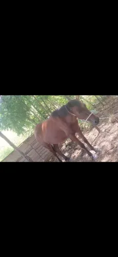 Égua pra vender ligeiro