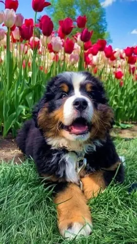 Bernese Forte por fora, doce por dentro.