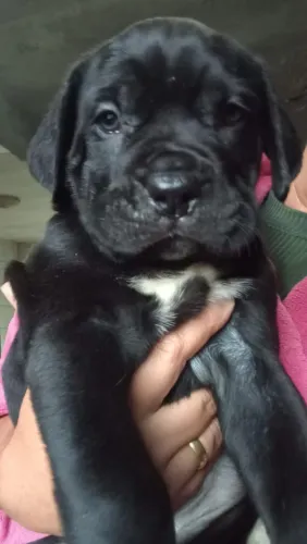 Cane corso italiano