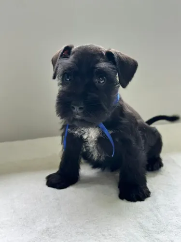 Schnauzer Miniatura | Canil 100% Legalizado