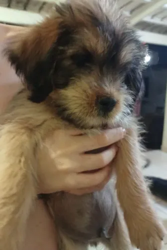Doa-se de Filhotes Mestiços da Raça Shih-Tzu