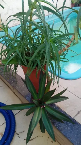 Desapego de vaso de planta