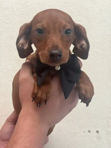 Dachshund Puro e Bem Sociável