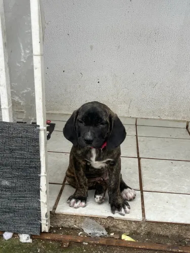 Cane corso