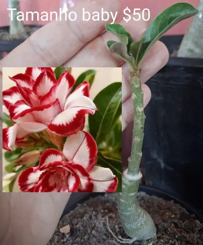 Rosa do deserto Tripla Vermelha e branca
