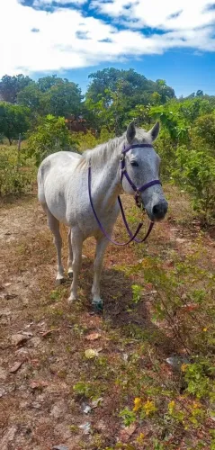 VENDO EGUA MANSA DE PASSEIO E ARADO