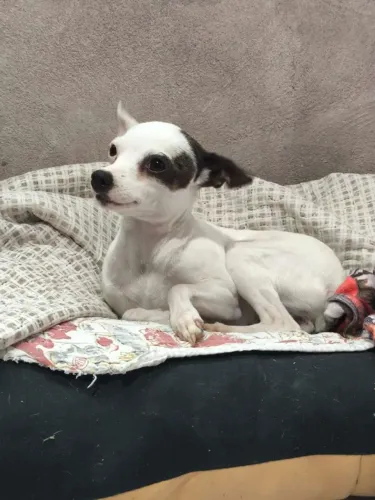 Pinscher fêmea branca com mancha alerquim 
