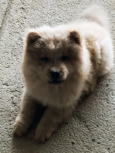 2 filhotes pelo valor de um Chow Chow