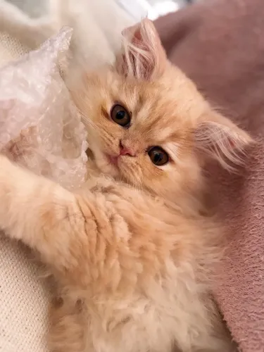 Gato persa macho