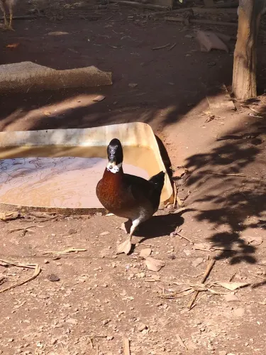 Pareco macho e patas fêmeas