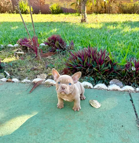 American bully porte micro 
