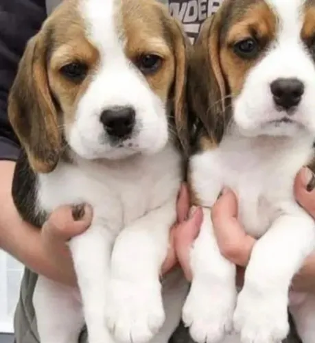 Beagle amizade que dura e cuida 