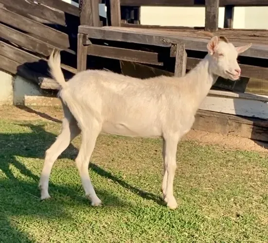 Cabra Cabrita Branca