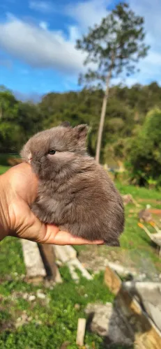 Mini coelho Netherland Dwarf