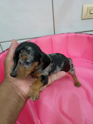 Filhote dachshund Cofap Basset fêmea