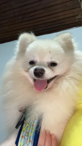 cachorro