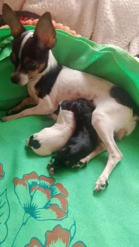 Vende se Pincher zerinho micro mãe vai junto 