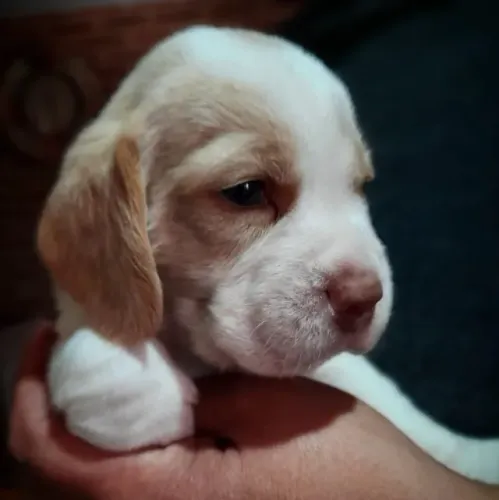 Filhotes de Beagle | Alegria em cada sorriso.
