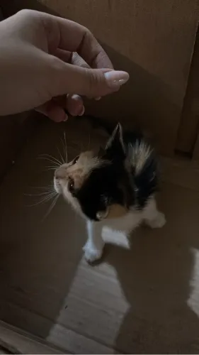 Gato doação
