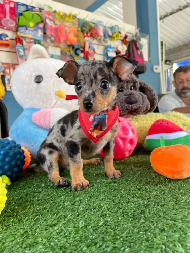 Pinscher miniatura macho mofadinho $1.900,00