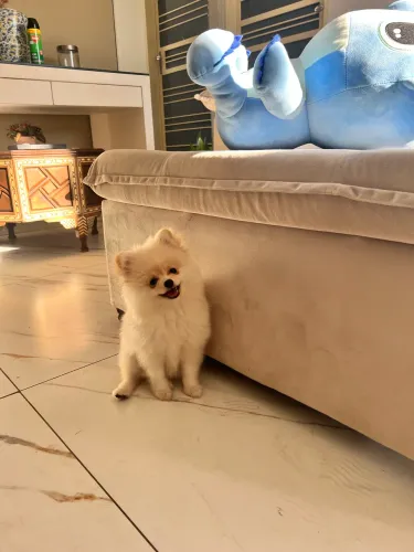 Lulu da Pomeranea