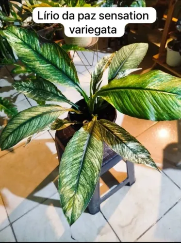 Vendo lírio albo variegata raro
