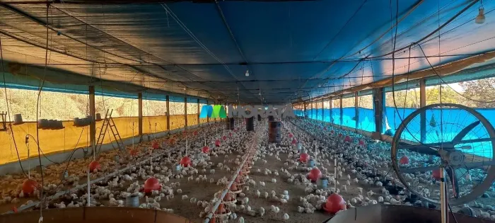 FAZENDA / GRANJA À VENDA - 65 HECTARES - PARÁ DE MINAS (MG)