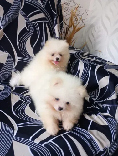 Cachorro  Lulu da Pomerania