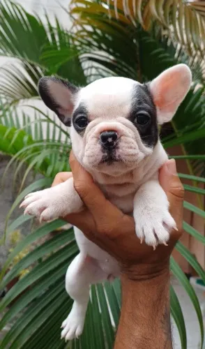 Linda fêmea pied Bulldog francês