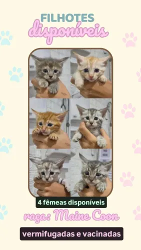 Filhotes de Maine Coon disponíveis à venda 