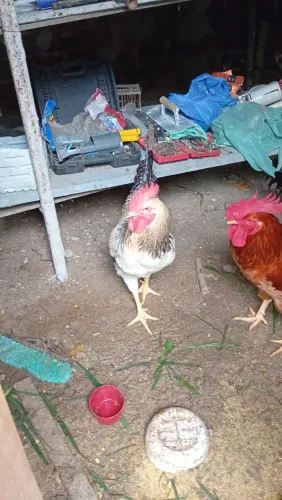 Galinhas e galos mestiço e de raça 