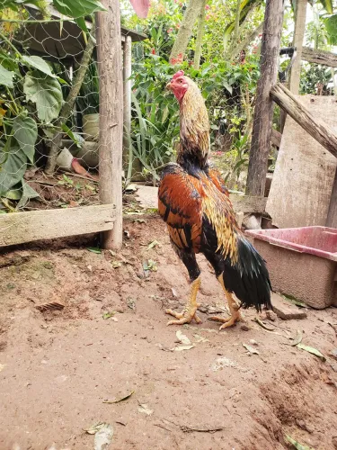 Galo shamo 