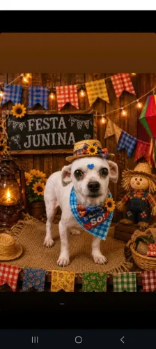 Doação cachorro 