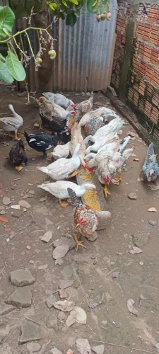 Vendo :patos para cria sendo 4 fêmeas e 4 machos ,60,00 reais por item 