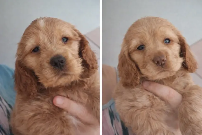 Filhotes de Cocker Spaniel