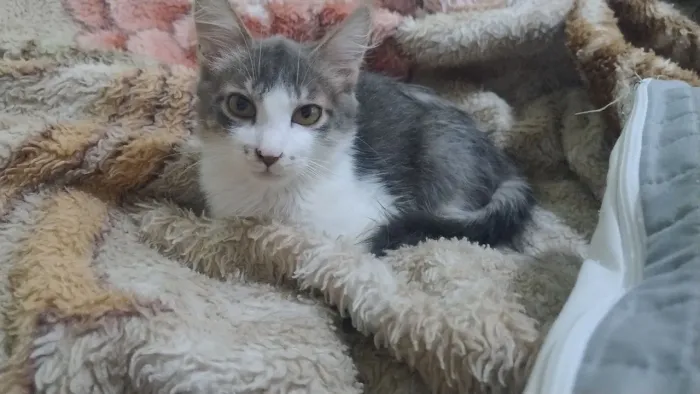 Doação gatinho filhote macho