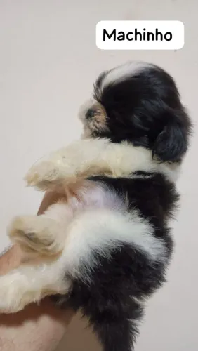 Filhotes de Shihtzu 