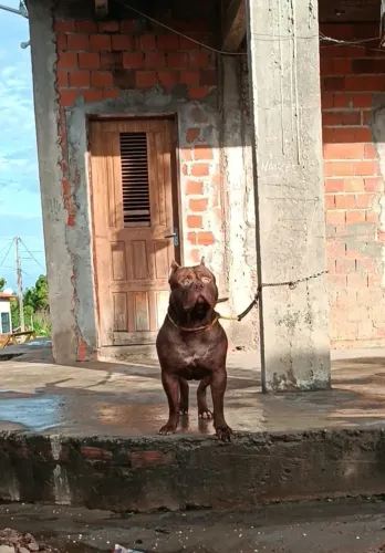 Pit Monster) Brazilian Bull