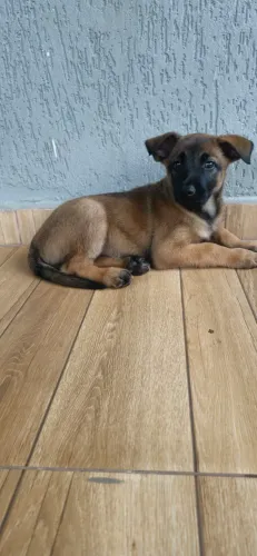 Pastor belga malinois