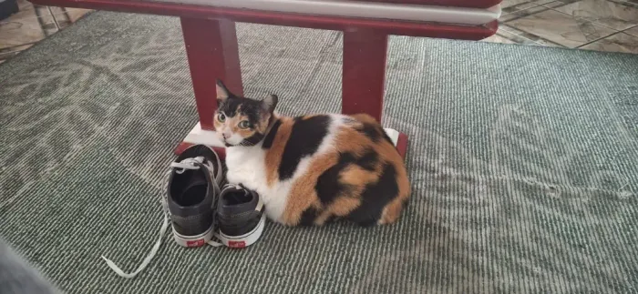 gatinha para adoção tricolor